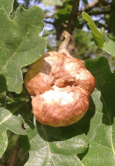 Galle su quercia: Cynipidae, Biorhiza pallida (forma sessuata) e sue specie parassite